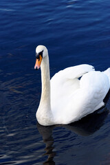 Naklejka premium a swan on a river in Ireland, 2023