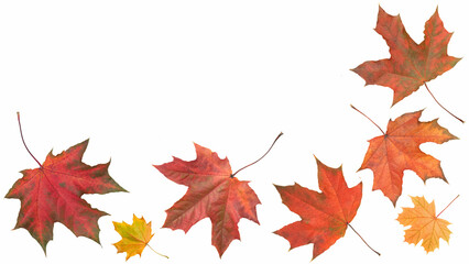 Autumn orange  leaves falling down Isolated on white background