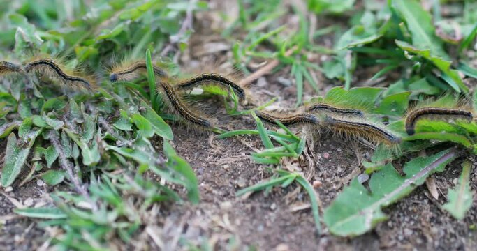 A group of striped hairy caterpillars moves in a row one after the other