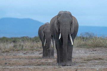 Fototapeta na wymiar Two mature female African elephants walking on the dry ground of Amboseli National Park, Kenya