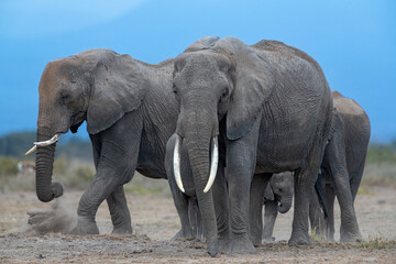 African elephant herd performing their morning chores, socialising and dust bathing at Amboseli...
