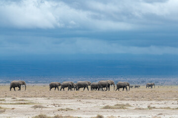 African elephant herd travels through the dry lands of Amboseli National Park, Kenya in search of food and water during dry season