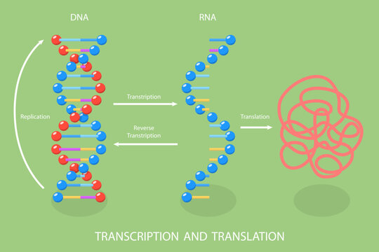 3D Isometric Flat Vector Illustration of Transcription And Translation , DNA Directed Synthesis of RNA