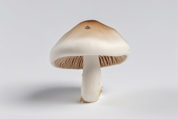 A single mushroom with a white color, placed on a white background. Generative AI