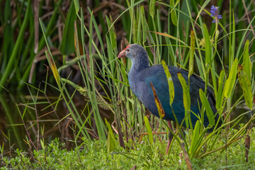 pigeon on the grass