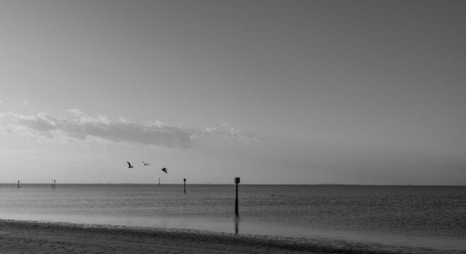 Pelicans