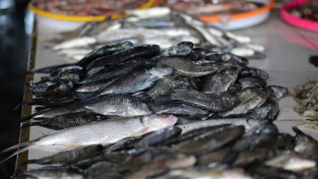 Panning across the market stalls with fish. Fresh fish on the counter at the fish market. Selective focus.