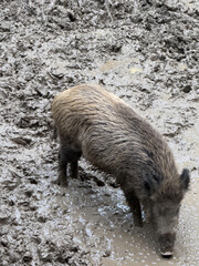 wild pig mud bathing