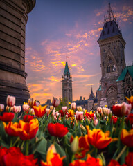 Tulips in front of Parliament Hill during Canadian Tulip Festival, Peace Tower and national Canadian flag in the backdrop with colourful sunset dusk sky, Ottawa, Ontario, Canada (May 2022).