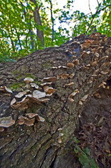 Mushrooms On A Fallen Tree In The Summer