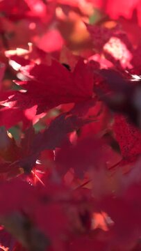 CFC2022VV Bright red fall leaves in late day sunlight in slow motion