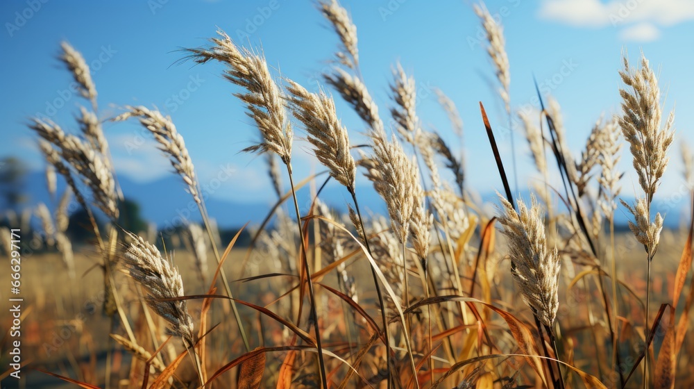 Wall mural Autumn sunny weather rice fields UHD wallpaper Stock Photographic Image