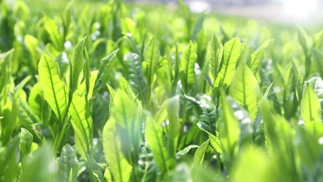 陽光に輝く新茶（日本茶）