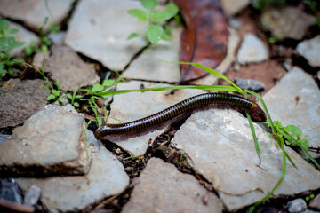 Millipedes are invertebrates. They usually come out to be seen during the rainy season. Found on a piece of rock