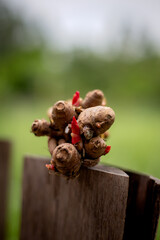 Ginger bulb, a medicinal plant, is budding. Prepare to plant in the ground