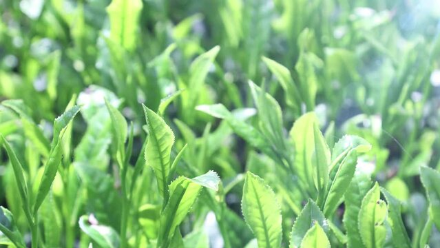 陽光に輝く新茶（日本茶）