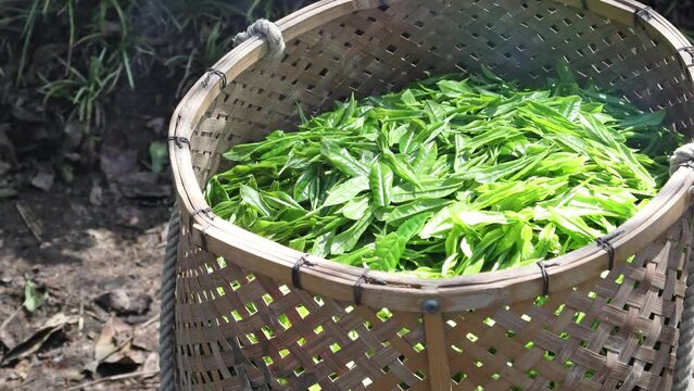 陽光に輝く新茶（日本茶）