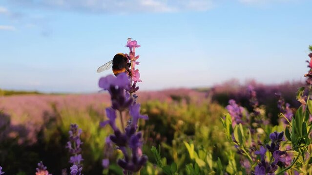 Close up view of diligent bumblebee collecting pollen in a blooming lavender (lavandula) field Honey bee pollinates beautiful purple flowers at sunset Fragrant plants blossoms in the meadow