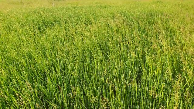 Blooming wild madritensis, foxtail brome (bromus) plants, on a picturesque summer meadow Different greening herb sway in the wind Idyllic rural nature scene, green spring field Countryside grassland