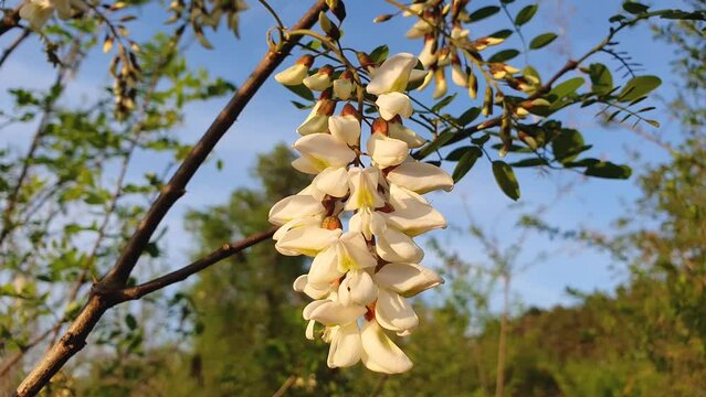 Blooming acacia tree white flowers. Fresh flourishing spring forest. Close up of (robinia pseudoacacia), locust blossom, marvelous fragrance. Macro twig with growing green leaves. Seasonal background