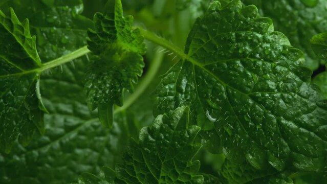 Fresh green leaves of mint. Lemon balm. Peppermint close up. Mint leaf texture in macro. Leaves pattern spearmint herbs