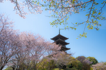 桜と五重塔