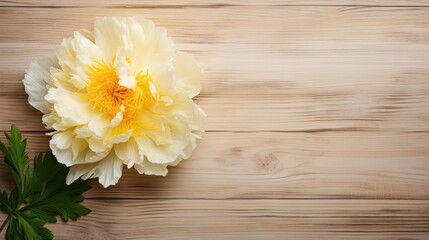 Fototapeta premium Alone beige white peony on old wooden background
