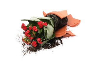 Broken terracotta flower pot with soil and kalanchoe plant on white background