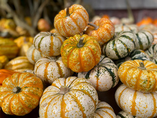 Lots of colorful striped pumpkins
