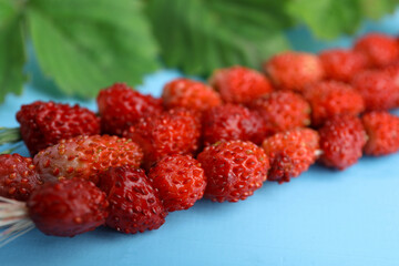 Grass stems with wild strawberries and leaves on light blue table, closeup