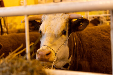 Closeup of Livestock confined in a barn
