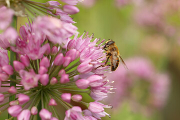 Honeybee collecting pollen from beautiful flower outdoors, closeup