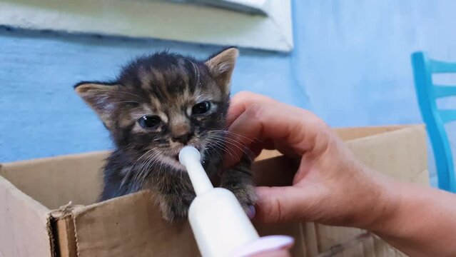 Closeup of hands feeding a homeless kitten using a special syringe tool for pumping milk. Help a little hungry cat eating. People kindness concept