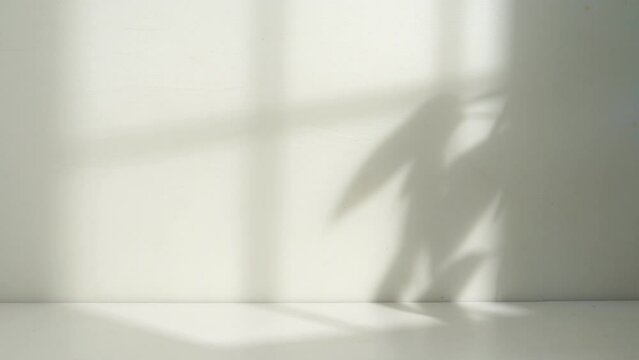 natural window and leaf shadow