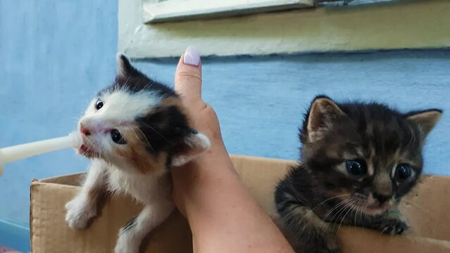 Closeup of hands feeding two curious homeless kittens using a special syringe tool for pumping milk. Help little hungry baby cats eating. People kindness concept