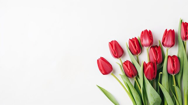 Close-up of spring flowers, red tulips isolated on a white background