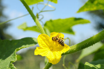 Honeybee collecting nectar from yellow flower outdoors, closeup © New Africa