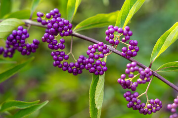 Purple beautyberry (Callicarpa dichotoma) fruits. The purple beautyberry or early amethyst is a...