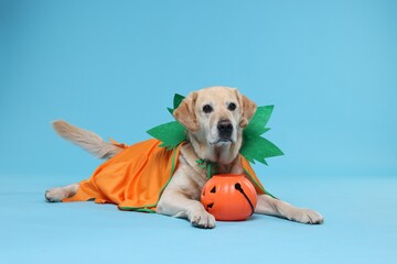 Cute Labrador Retriever dog in Halloween costume with trick or treat bucket on light blue background © New Africa