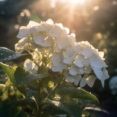 White hydrangea