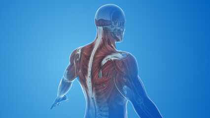 Trapezius muscles pain and injury - obrazy, fototapety, plakaty