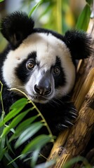 Fototapeta premium lemur on tree