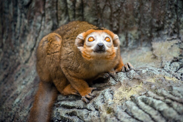 Fototapeta premium Portrait of red lemur
