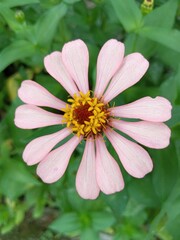 Fototapeta premium pink rose flower