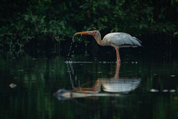 A Milky stork, mycteria cinerea, searching for food on shallow sea water in Jakarta Bay, natural bokeh background
