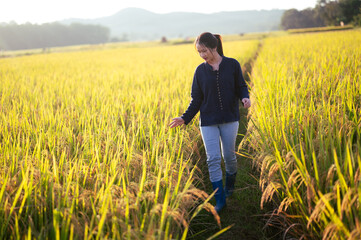 Young Asian farmer woman walks and looks at her rice field after planting rice at sunset.