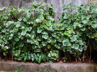Green leaves of a tropical plant near a stone wall. Green leaves background. Green leaves texture.