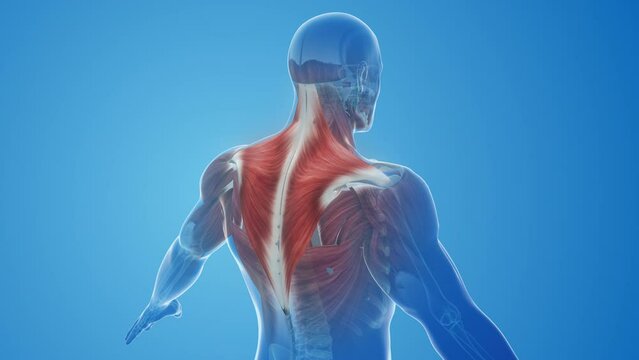 Trapezius muscles pain and injury
