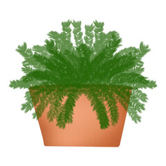 fern plant isolated