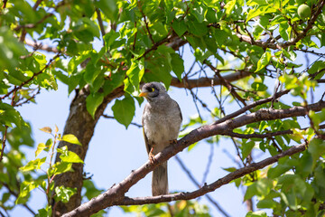Australian noisy miner bird with a yellow beak, perched on a tree branch in the garden